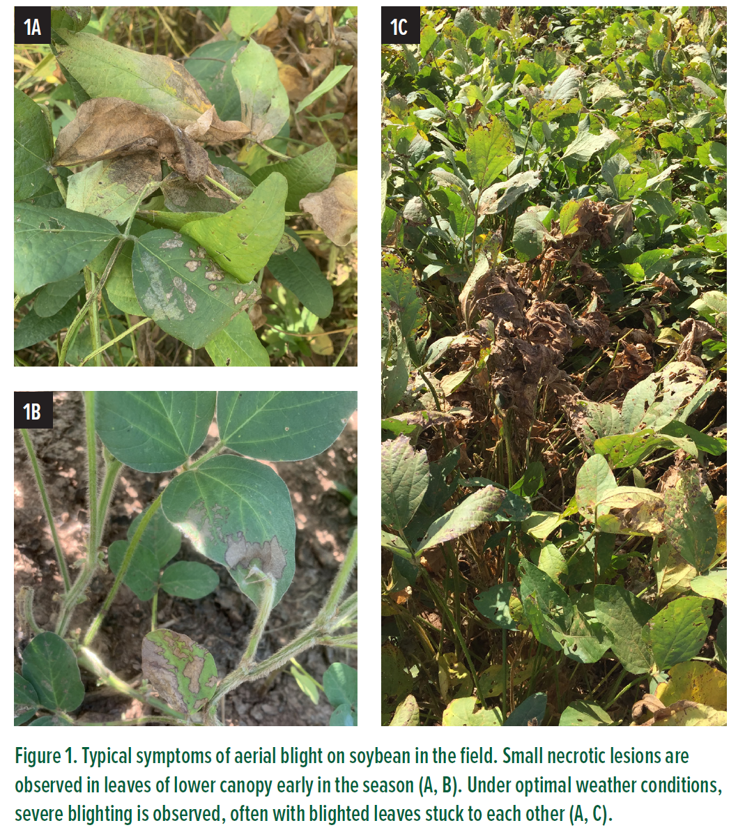 Three pictures of diseased soybean plants.